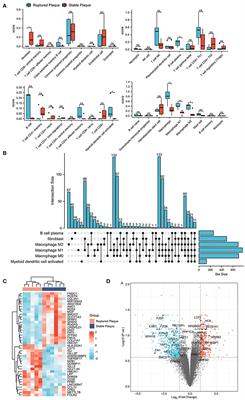 Macrophages-Related Genes Biomarkers in the Deterioration of Atherosclerosis